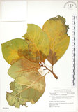 中文名:大冇榕(S062908)學名:Ficus septica Burm. f.(S062908)中文別名:稜果榕英文名:Angular-fruit Fig