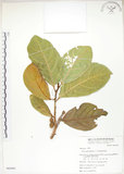 中文名:大冇榕(S065091)學名:Ficus septica Burm. f.(S065091)中文別名:稜果榕英文名:Angular-fruit Fig