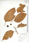 中文名:大冇榕(S065135)學名:Ficus septica Burm. f.(S065135)中文別名:稜果榕英文名:Angular-fruit Fig