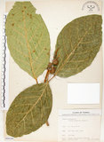 中文名:大冇榕(S066286)學名:Ficus septica Burm. f.(S066286)中文別名:稜果榕英文名:Angular-fruit Fig