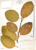 中文名:大冇榕(S066287)學名:Ficus septica Burm. f.(S066287)中文別名:稜果榕英文名:Angular-fruit Fig