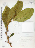 中文名:大冇榕(S066332)學名:Ficus septica Burm. f.(S066332)中文別名:稜果榕英文名:Angular-fruit Fig