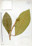 中文名:大冇榕(S066334)學名:Ficus septica Burm. f.(S066334)中文別名:稜果榕英文名:Angular-fruit Fig