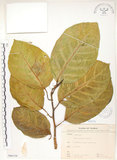 中文名:大冇榕(S066338)學名:Ficus septica Burm. f.(S066338)中文別名:稜果榕英文名:Angular-fruit Fig