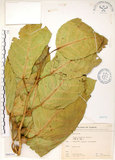 中文名:大冇榕(S066341)學名:Ficus septica Burm. f.(S066341)中文別名:稜果榕英文名:Angular-fruit Fig