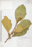 中文名:大冇榕(S066342)學名:Ficus septica Burm. f.(S066342)中文別名:稜果榕英文名:Angular-fruit Fig