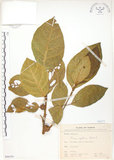 中文名:大冇榕(S066381)學名:Ficus septica Burm. f.(S066381)中文別名:稜果榕英文名:Angular-fruit Fig