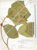 中文名:大冇榕(S067068)學名:Ficus septica Burm. f.(S067068)中文別名:稜果榕英文名:Angular-fruit Fig