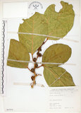 中文名:大冇榕(S067070)學名:Ficus septica Burm. f.(S067070)中文別名:稜果榕英文名:Angular-fruit Fig