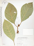 中文名:大冇榕(S067071)學名:Ficus septica Burm. f.(S067071)中文別名:稜果榕英文名:Angular-fruit Fig