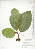 中文名:大冇榕(S067767)學名:Ficus septica Burm. f.(S067767)中文別名:稜果榕英文名:Angular-fruit Fig