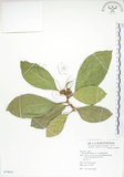 中文名:大冇榕(S079851)學名:Ficus septica Burm. f.(S079851)中文別名:稜果榕英文名:Angular-fruit Fig