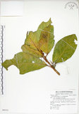 中文名:大冇榕(S080352)學名:Ficus septica Burm. f.(S080352)中文別名:稜果榕英文名:Angular-fruit Fig
