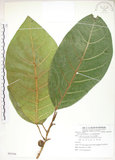 中文名:大冇榕(S082438)學名:Ficus septica Burm. f.(S082438)中文別名:稜果榕英文名:Angular-fruit Fig