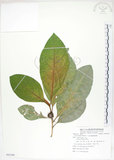 中文名:大冇榕(S083309)學名:Ficus septica Burm. f.(S083309)中文別名:稜果榕英文名:Angular-fruit Fig