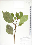 中文名:大冇榕(S085274)學名:Ficus septica Burm. f.(S085274)中文別名:稜果榕英文名:Angular-fruit Fig