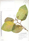 中文名:大冇榕(S085572)學名:Ficus septica Burm. f.(S085572)中文別名:稜果榕英文名:Angular-fruit Fig