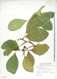 中文名:大冇榕(S088085)學名:Ficus septica Burm. f.(S088085)中文別名:稜果榕英文名:Angular-fruit Fig