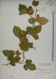 中文名:毛西番蓮(S001293)學名:Passiflora foetida L. var. hispida (DC. ex Triana & Planch.) Killip(S001293)