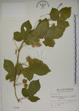 中文名:毛西番蓮(S001294)學名:Passiflora foetida L. var. hispida (DC. ex Triana & Planch.) Killip(S001294)