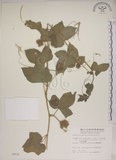 中文名:毛西番蓮(S004626)學名:Passiflora foetida L. var. hispida (DC. ex Triana & Planch.) Killip(S004626)