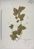 中文名:毛西番蓮(S004627)學名:Passiflora foetida L. var. hispida (DC. ex Triana & Planch.) Killip(S004627)