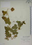 中文名:毛西番蓮(S007393)學名:Passiflora foetida L. var. hispida (DC. ex Triana & Planch.) Killip(S007393)