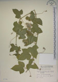 中文名:毛西番蓮(S007394)學名:Passiflora foetida L. var. hispida (DC. ex Triana & Planch.) Killip(S007394)