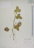 中文名:毛西番蓮(S010192)學名:Passiflora foetida L. var. hispida (DC. ex Triana & Planch.) Killip(S010192)