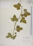 中文名:毛西番蓮(S010193)學名:Passiflora foetida L. var. hispida (DC. ex Triana & Planch.) Killip(S010193)