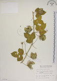 中文名:毛西番蓮(S010194)學名:Passiflora foetida L. var. hispida (DC. ex Triana & Planch.) Killip(S010194)