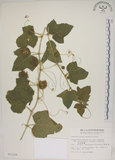 中文名:毛西番蓮(S011336)學名:Passiflora foetida L. var. hispida (DC. ex Triana & Planch.) Killip(S011336)