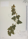 中文名:毛西番蓮(S011337)學名:Passiflora foetida L. var. hispida (DC. ex Triana & Planch.) Killip(S011337)