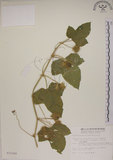 中文名:毛西番蓮(S012340)學名:Passiflora foetida L. var. hispida (DC. ex Triana & Planch.) Killip(S012340)