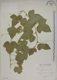 中文名:毛西番蓮(S013530)學名:Passiflora foetida L. var. hispida (DC. ex Triana & Planch.) Killip(S013530)