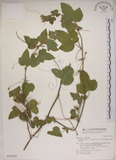 中文名:毛西番蓮(S018129)學名:Passiflora foetida L. var. hispida (DC. ex Triana & Planch.) Killip(S018129)