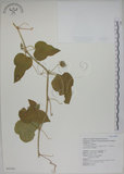 中文名:毛西番蓮(S043381)學名:Passiflora foetida L. var. hispida (DC. ex Triana & Planch.) Killip(S043381)