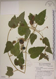 中文名:毛西番蓮(S049993)學名:Passiflora foetida L. var. hispida (DC. ex Triana & Planch.) Killip(S049993)