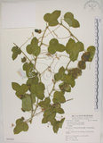 中文名:毛西番蓮(S055045)學名:Passiflora foetida L. var. hispida (DC. ex Triana & Planch.) Killip(S055045)
