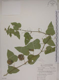 中文名:毛西番蓮(S063289)學名:Passiflora foetida L. var. hispida (DC. ex Triana & Planch.) Killip(S063289)