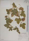 中文名:毛西番蓮(S065280)學名:Passiflora foetida L. var. hispida (DC. ex Triana & Planch.) Killip(S065280)