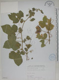 中文名:毛西番蓮(S066568)學名:Passiflora foetida L. var. hispida (DC. ex Triana & Planch.) Killip(S066568)