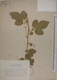 中文名:毛西番蓮(S067059)學名:Passiflora foetida L. var. hispida (DC. ex Triana & Planch.) Killip(S067059)