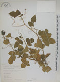 中文名:毛西番蓮(S067073)學名:Passiflora foetida L. var. hispida (DC. ex Triana & Planch.) Killip(S067073)