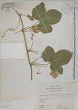 中文名:毛西番蓮(S067075)學名:Passiflora foetida L. var. hispida (DC. ex Triana & Planch.) Killip(S067075)