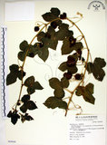 中文名:毛西番蓮(S069849)學名:Passiflora foetida L. var. hispida (DC. ex Triana & Planch.) Killip(S069849)