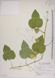中文名:毛西番蓮(S080022)學名:Passiflora foetida L. var. hispida (DC. ex Triana & Planch.) Killip(S080022)