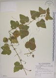 中文名:毛西番蓮(S084271)學名:Passiflora foetida L. var. hispida (DC. ex Triana & Planch.) Killip(S084271)