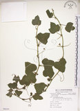 中文名:毛西番蓮(S086250)學名:Passiflora foetida L. var. hispida (DC. ex Triana & Planch.) Killip(S086250)