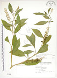 中文名:美洲商陸(S003368)學名:Phytolacca americana L.(S003368)英文名:Poke, Pogan, Scoke, Garget, Red-ink-plant